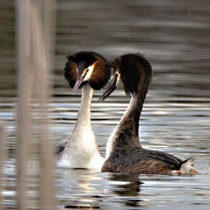 Potápka roháč (Podiceps cristatus)08